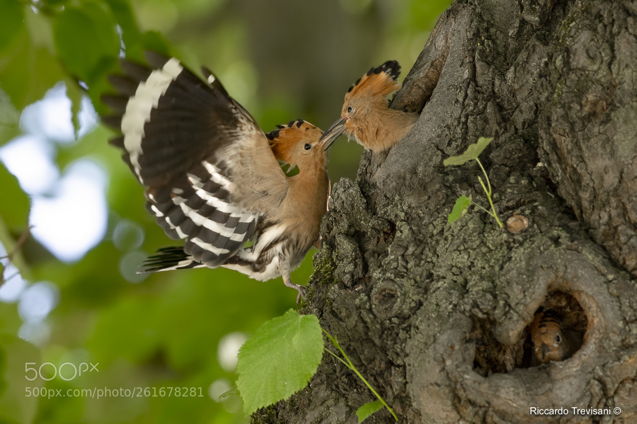 Nikon D4 sample photo. Hoopoe photography