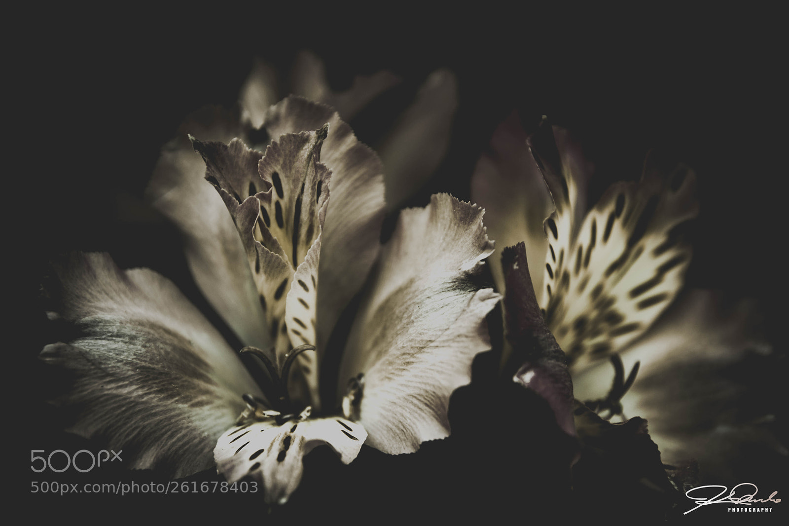 Canon EOS 77D (EOS 9000D / EOS 770D) sample photo. Img photography