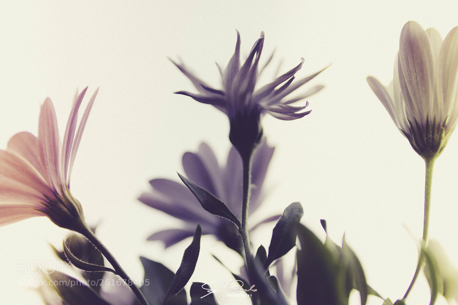 Canon EOS 77D (EOS 9000D / EOS 770D) sample photo. Img photography
