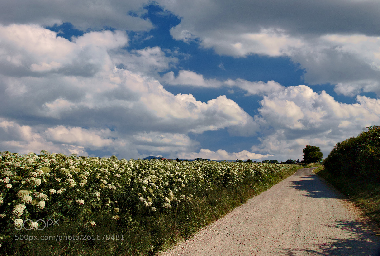 Canon EOS 70D + Canon EF 50mm F1.8 STM sample photo. Segui la strada photography