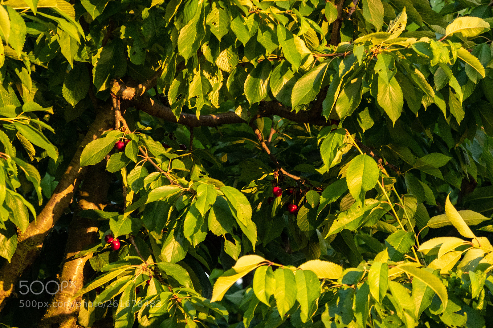 Panasonic Lumix DMC-GH4 sample photo. Untitled photography