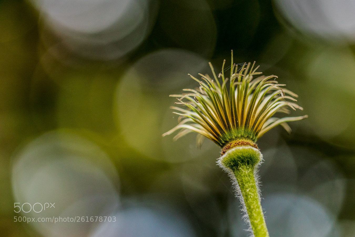 Canon EOS 5D Mark IV sample photo. Verbl hte clematis photography