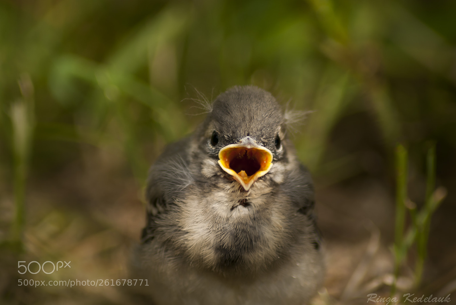 Nikon D80 sample photo. Young white wagtail photography