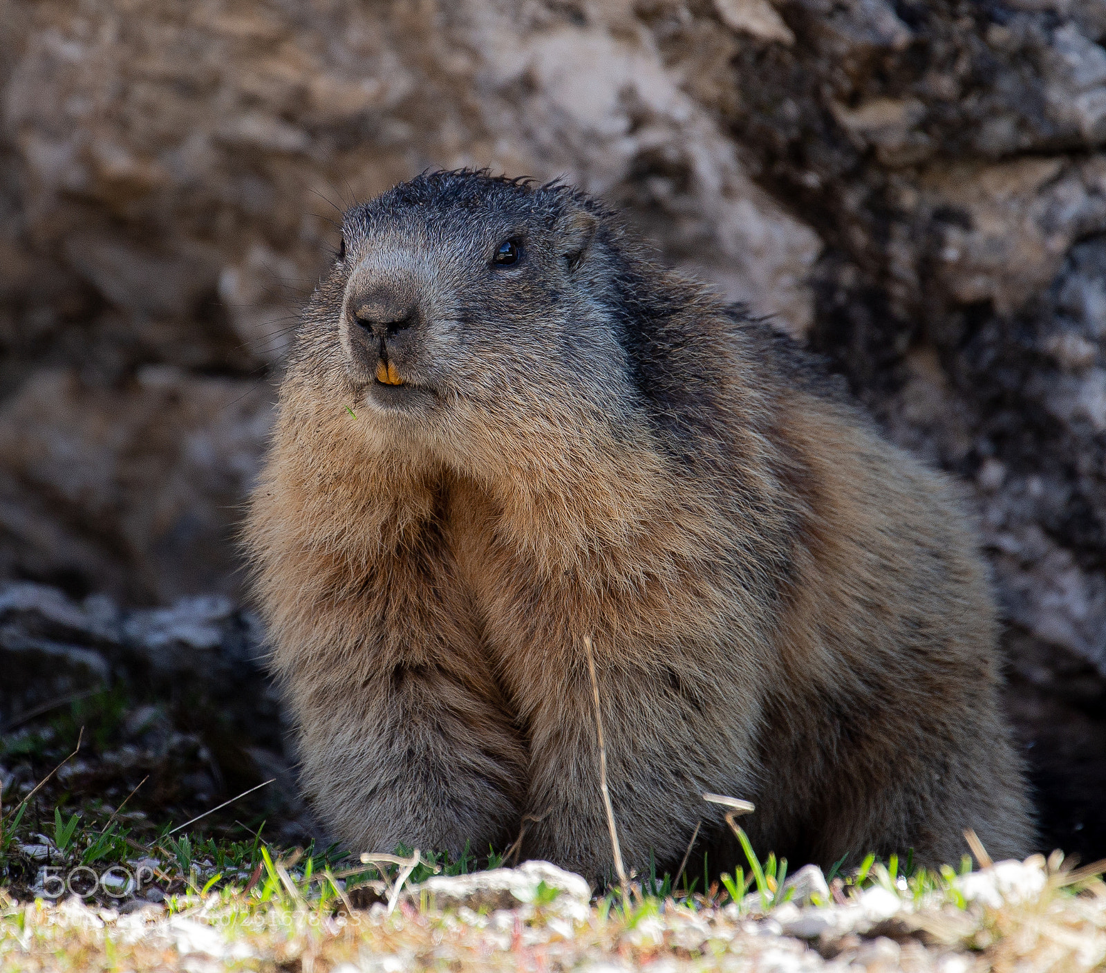 Canon EOS 6D sample photo. The marmot photography