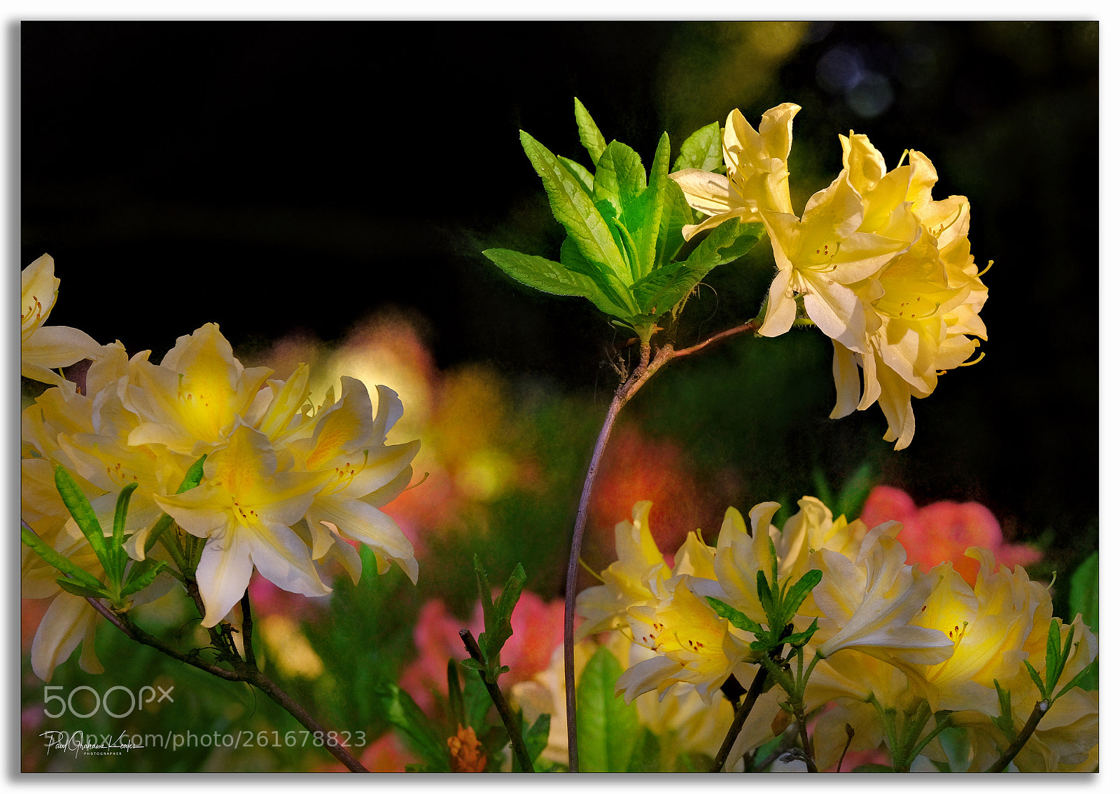 Fujifilm X-H1 sample photo. Fusion of colours .... photography