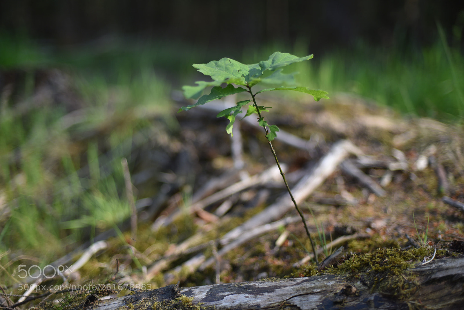 Nikon D750 + Nikon AF Nikkor 50mm F1.4D sample photo. New life photography