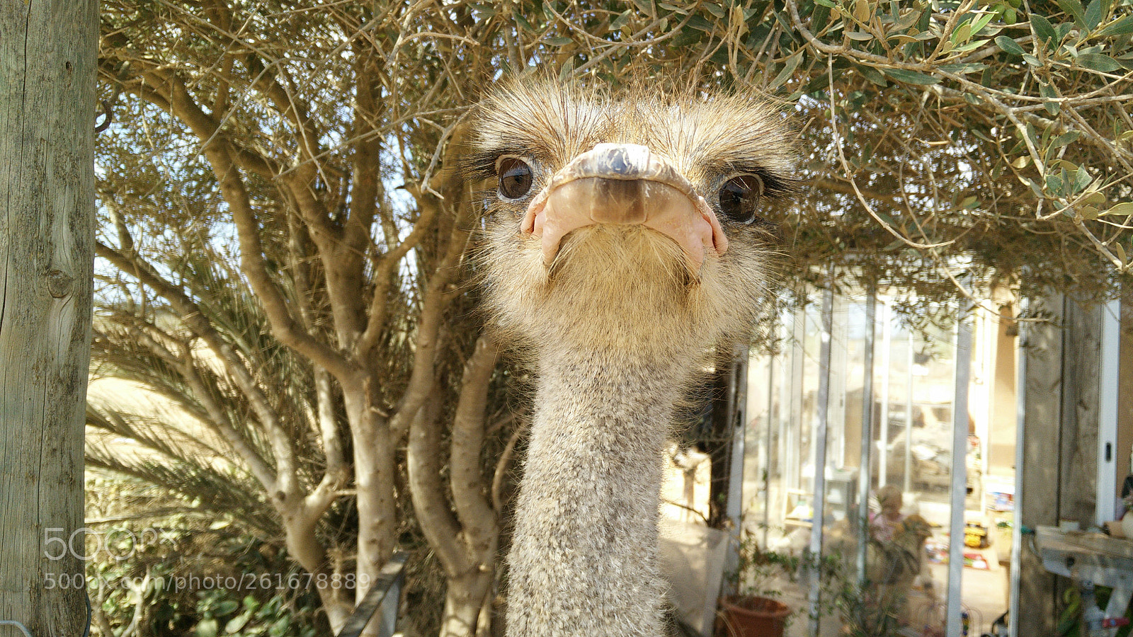 OnePlus ONE sample photo. Nelson the ostrich photography
