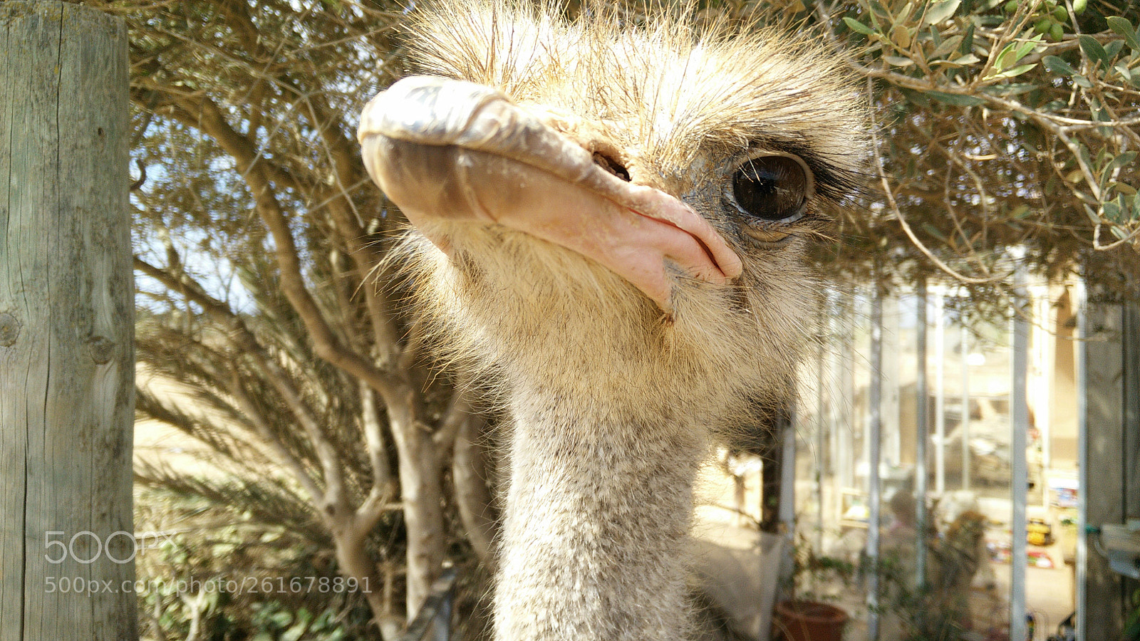 OnePlus ONE sample photo. Ostrich nelson photography