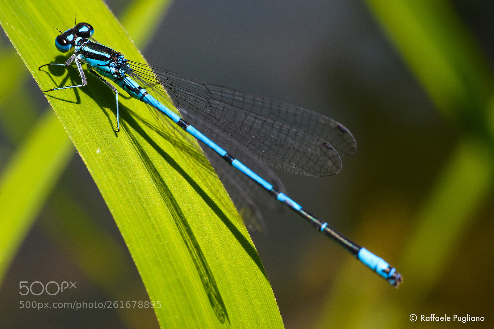 Nikon D3 sample photo. Libellula photography