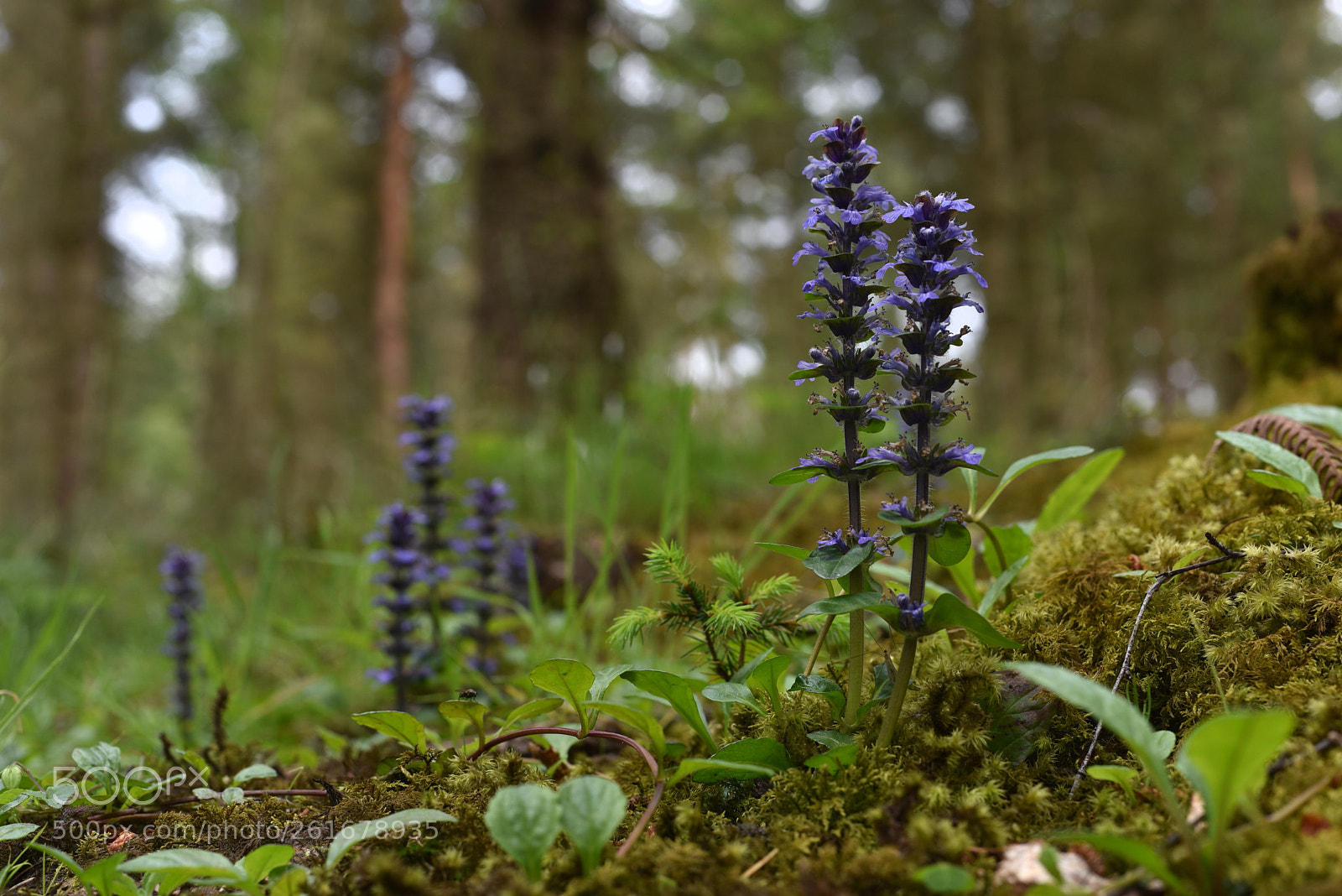Nikon D750 + Nikon AF Nikkor 50mm F1.4D sample photo. On the woodland floor photography