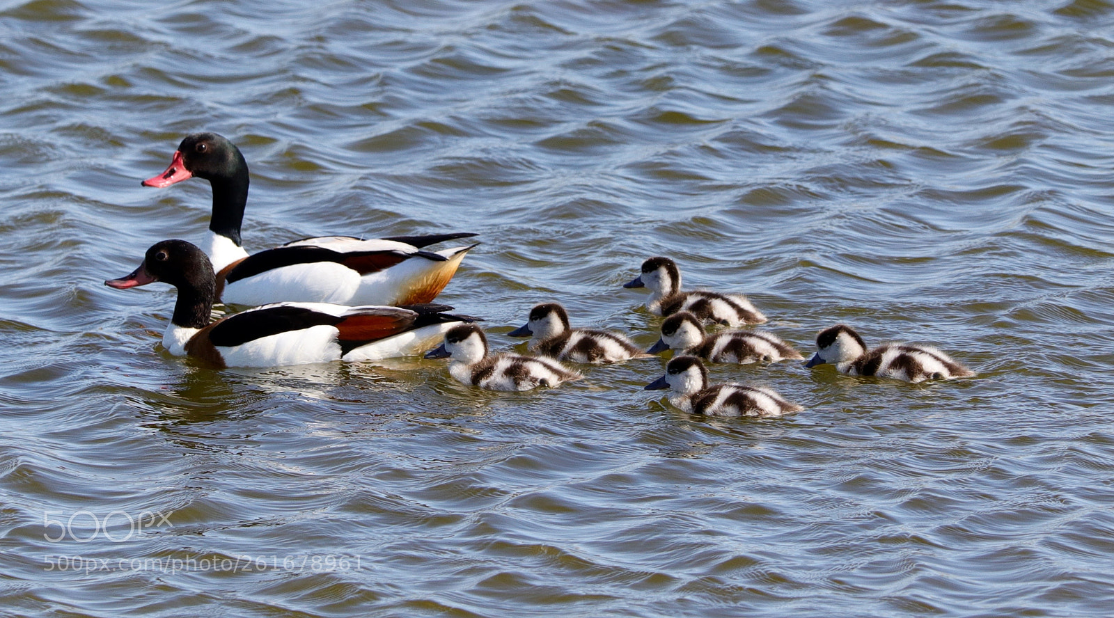 Canon EOS 77D (EOS 9000D / EOS 770D) sample photo. Happy family of shelducks photography