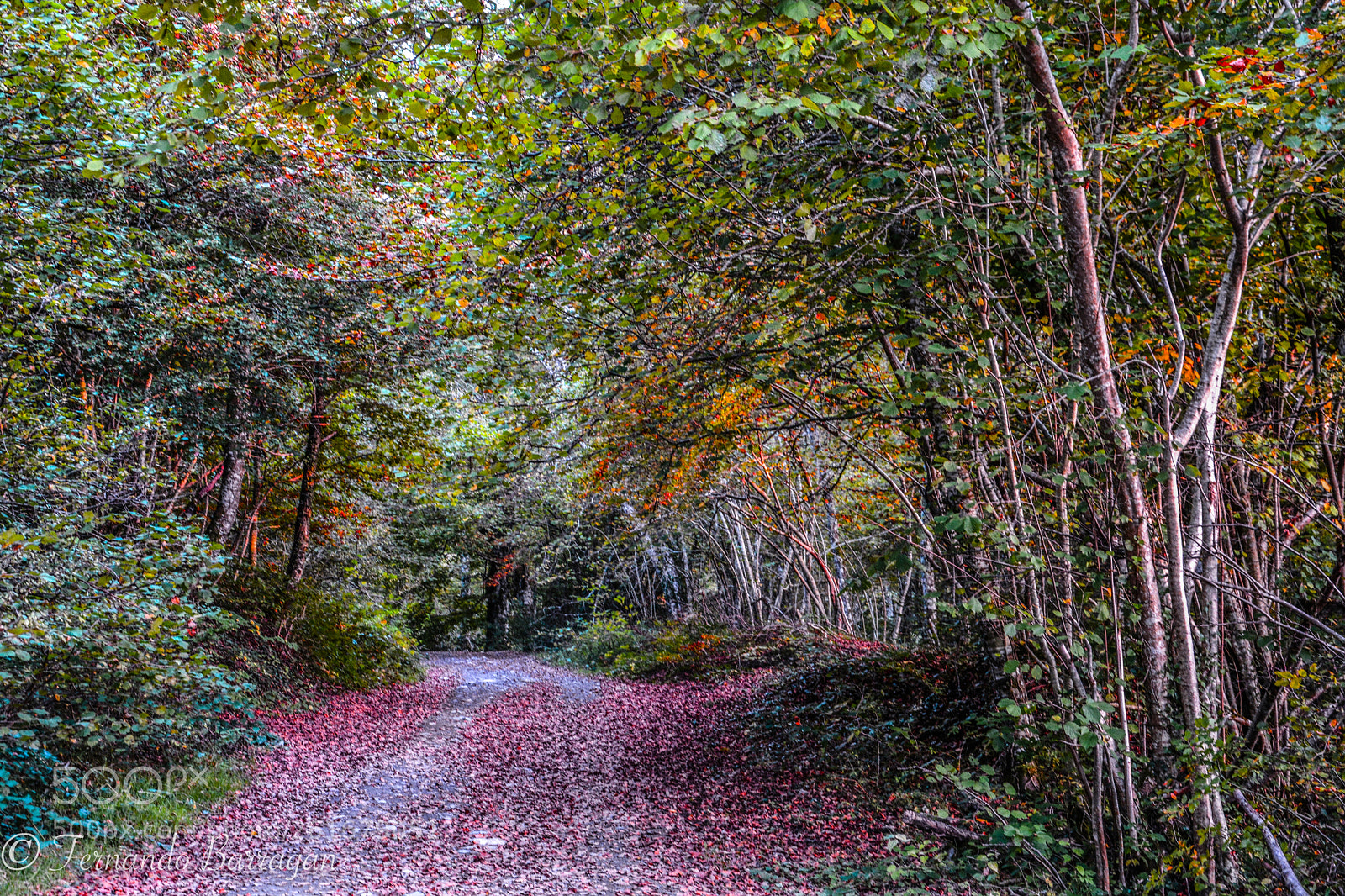 Nikon D7100 sample photo. Irati camino photography