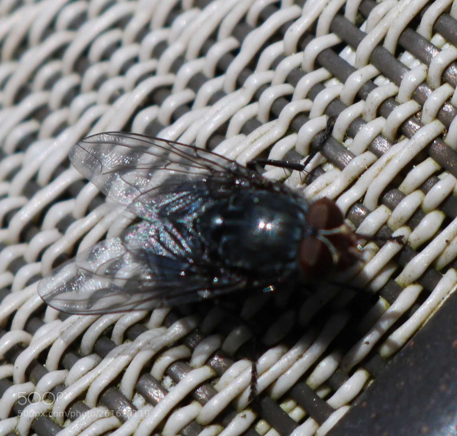 Canon EOS 750D (EOS Rebel T6i / EOS Kiss X8i) sample photo. Img photography
