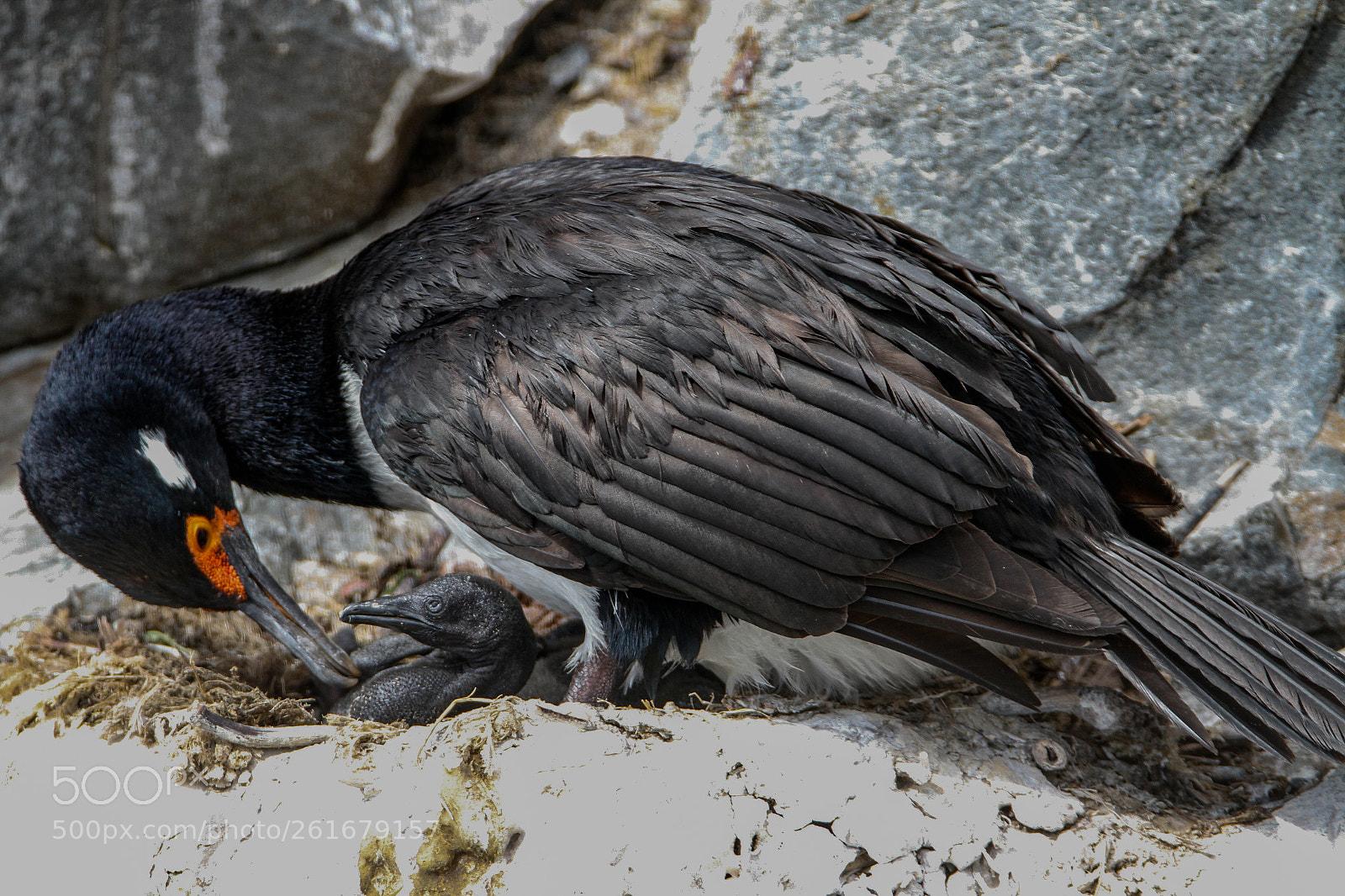 Canon EOS 7D sample photo. Feeble baby photography