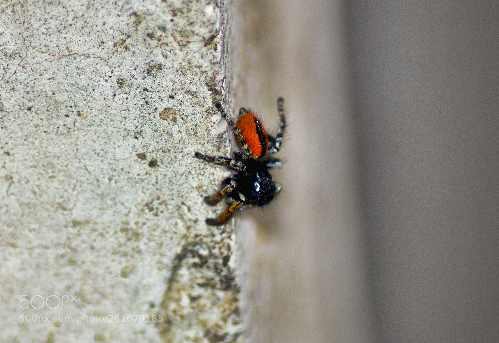 Nikon D3200 sample photo. Spider photography