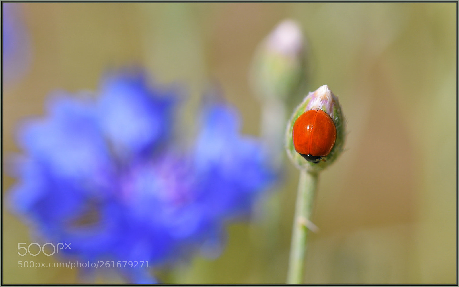 Sigma 105mm F2.8 EX DG OS HSM sample photo. No spots photography