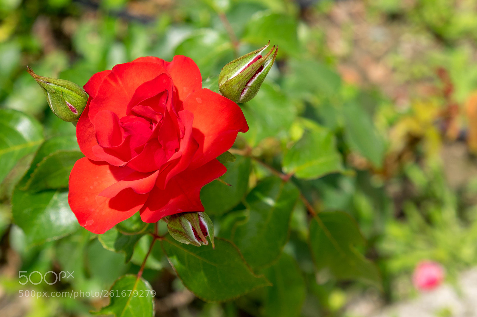 Fujifilm X-T1 sample photo. Don't shy from me photography