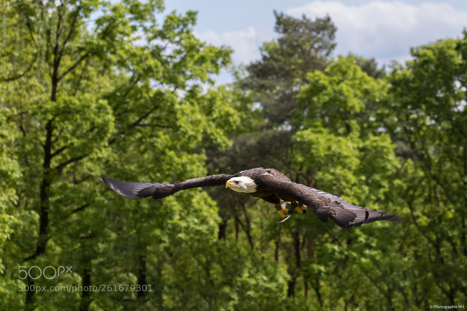 Canon EOS 7D Mark II sample photo. Aigle pygargue t te photography