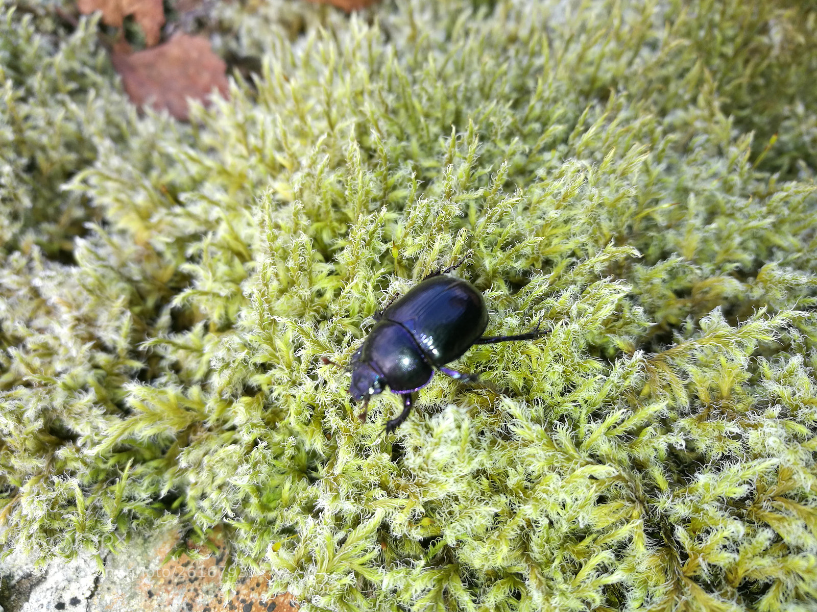 HUAWEI P9 sample photo. Untitled photography