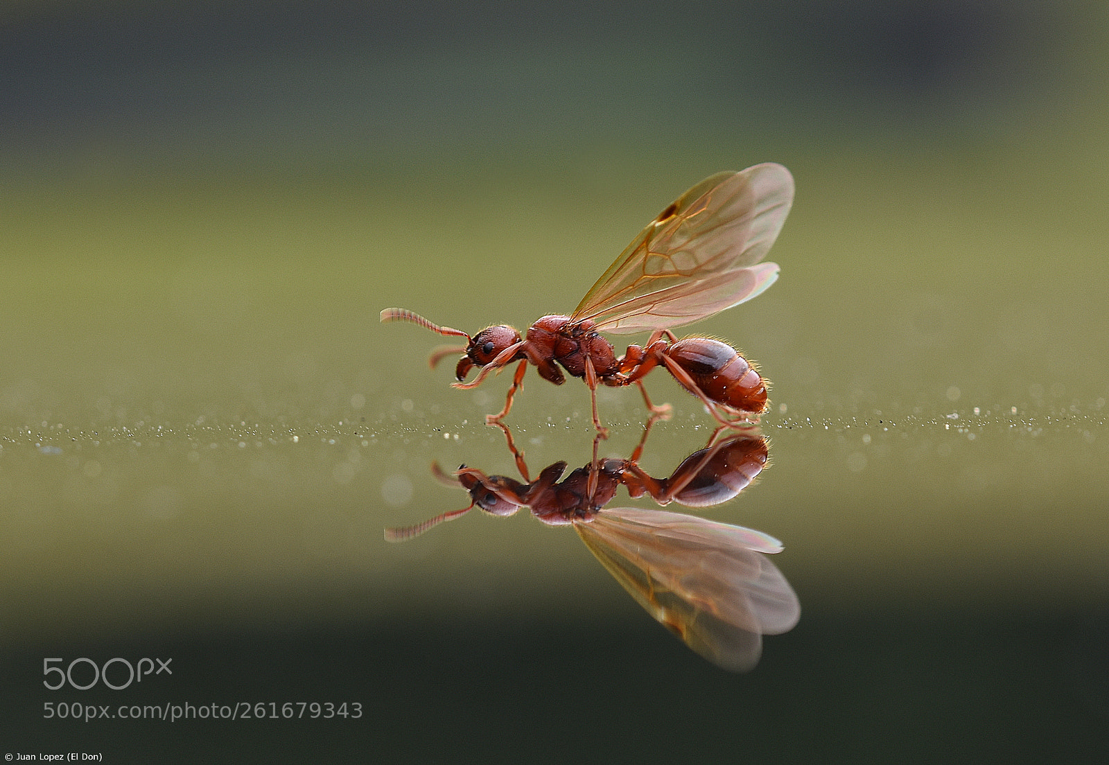 Sigma 105mm F2.8 EX DG OS HSM sample photo. Reflection..!! photography