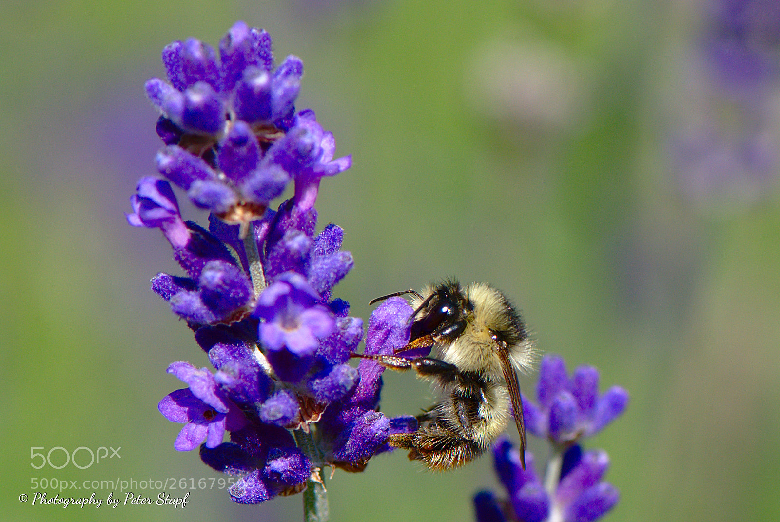 Nikon AF-S Micro-Nikkor 105mm F2.8G IF-ED VR sample photo. Hummel photography