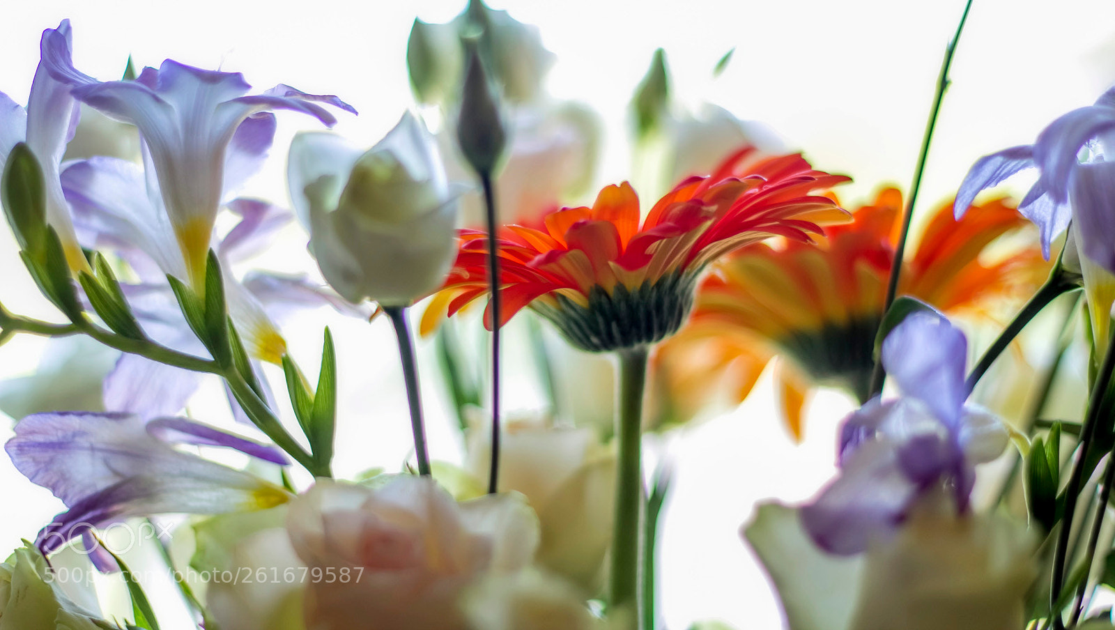 Canon EOS 60D sample photo. Quelques fleurs ! photography