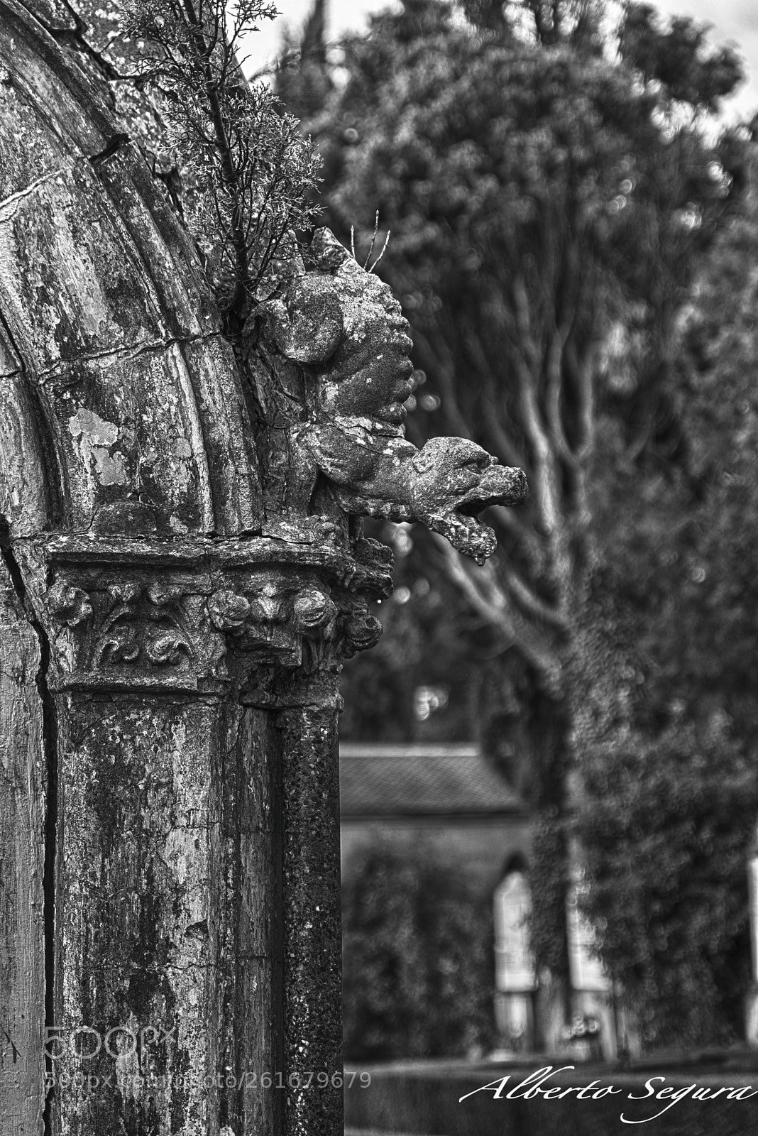 Nikon D610 sample photo. Cementerio photography