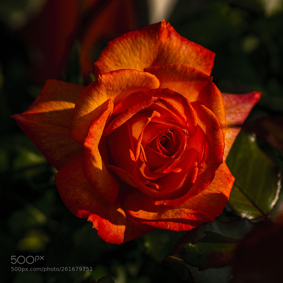 Sony a6300 sample photo. Blüten 100618-008 photography