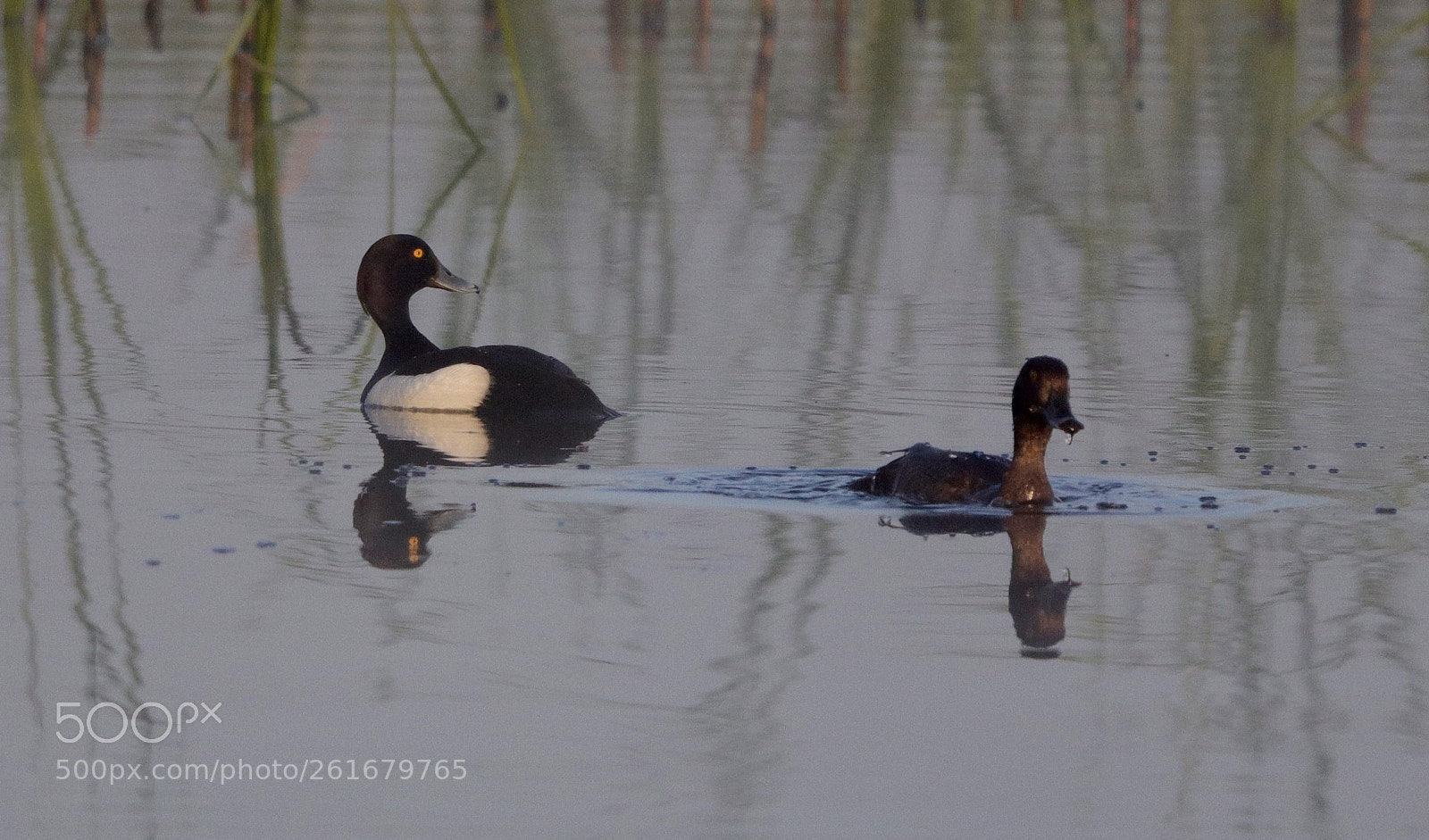 Canon EOS 77D (EOS 9000D / EOS 770D) sample photo. A pair of tufted photography