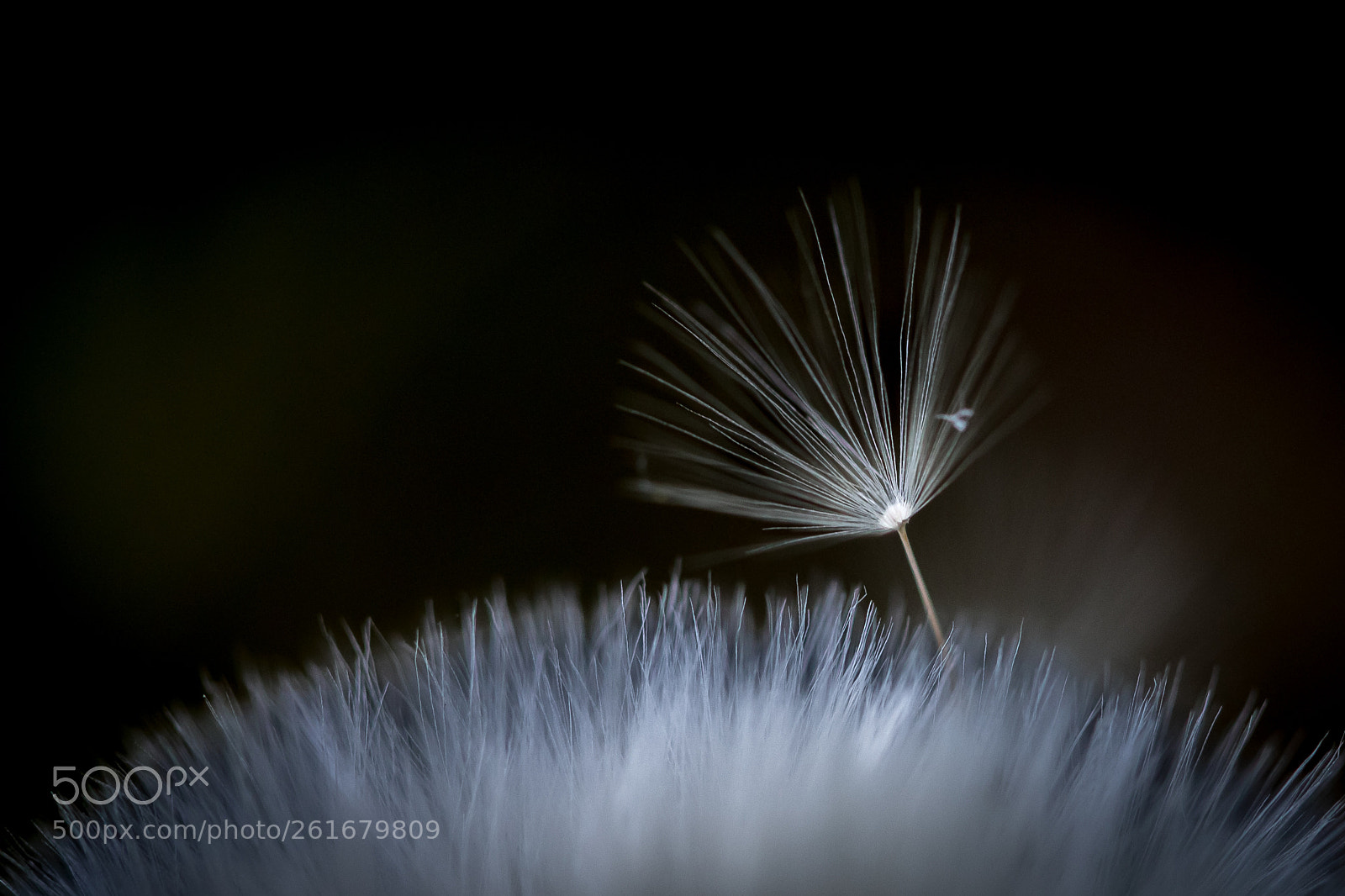 Canon EOS 5D Mark IV sample photo. Dandelion on the way photography