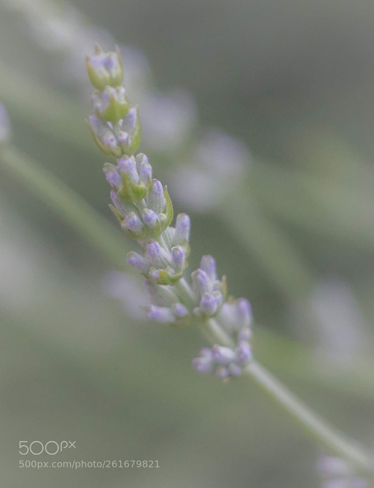 Canon EOS 70D sample photo. Lavender photography