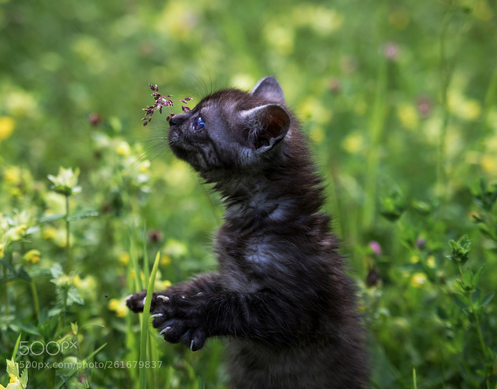 Canon EOS-1D X Mark II sample photo. Mille and flowers photography
