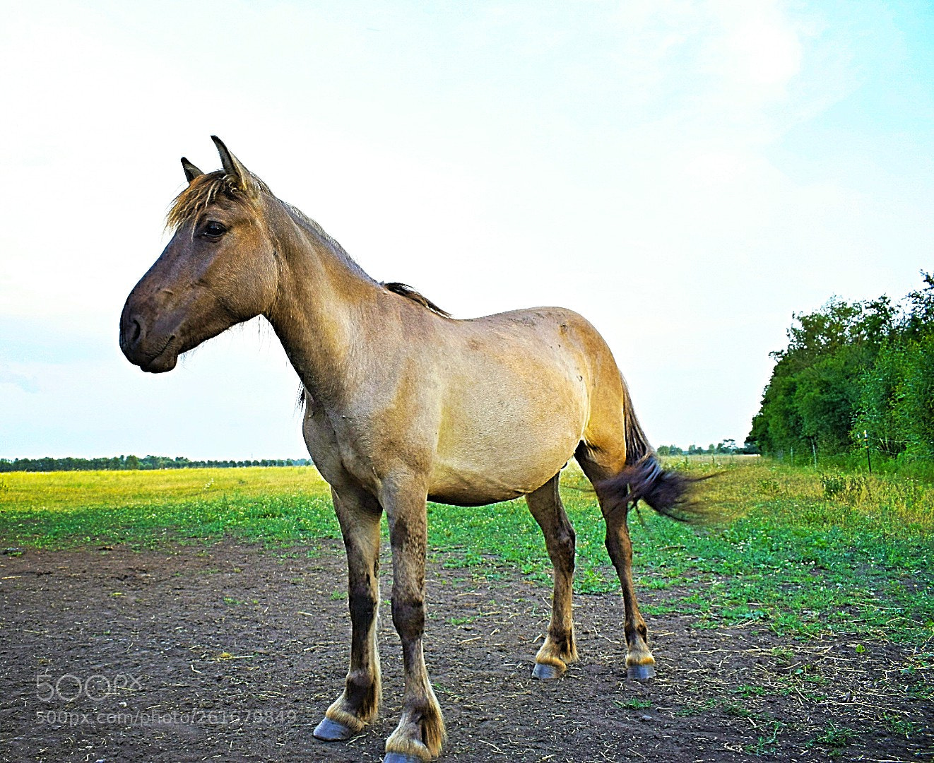 Nikon D5300 sample photo. Allein auf der weide! photography