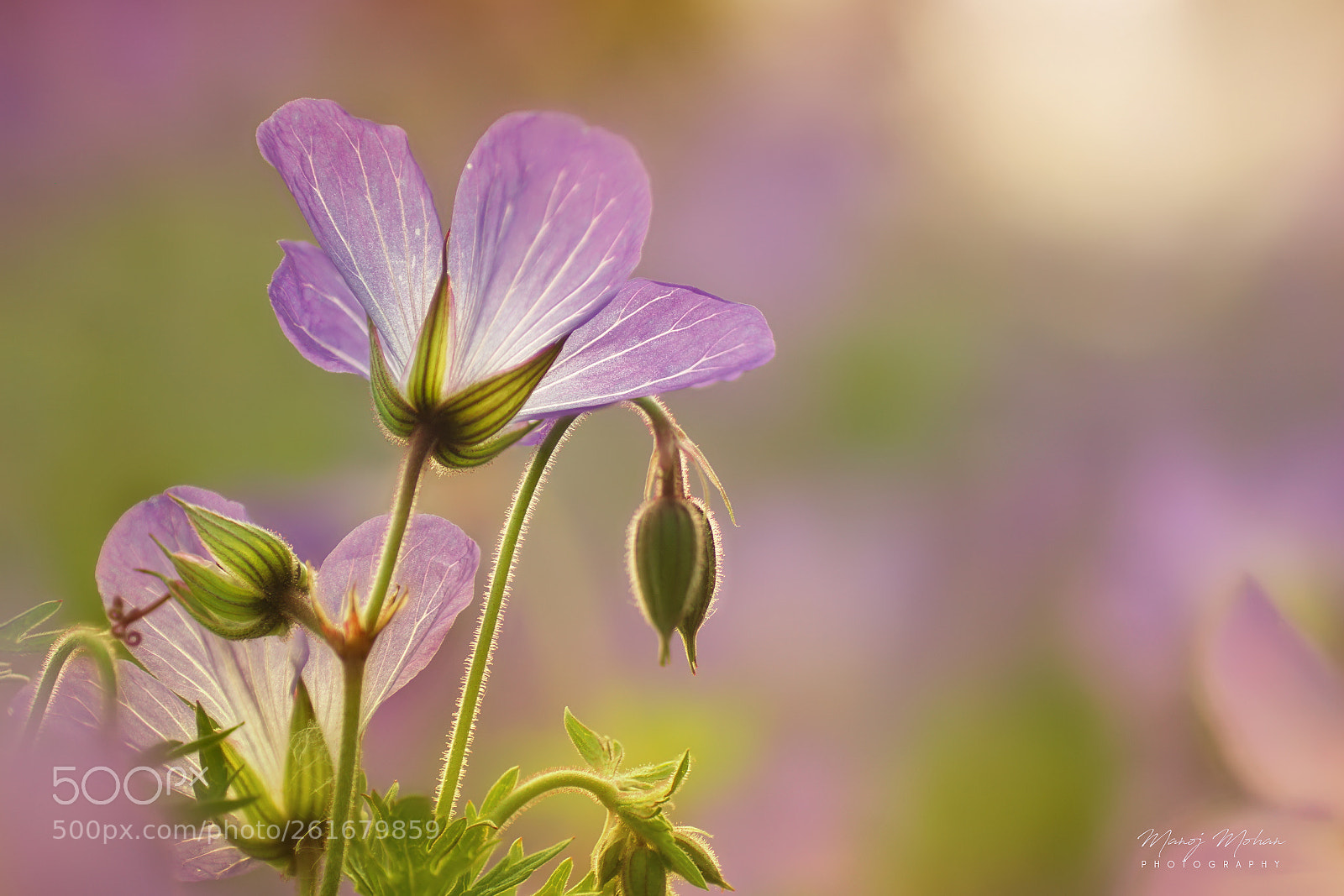 Sony ILCA-77M2 sample photo. Flower in bloom photography