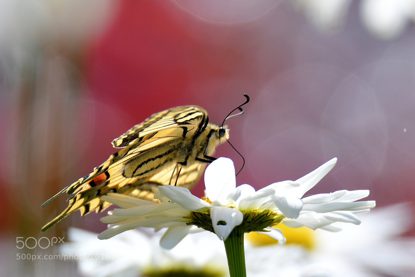 Nikon D500 sample photo. Untitled photography
