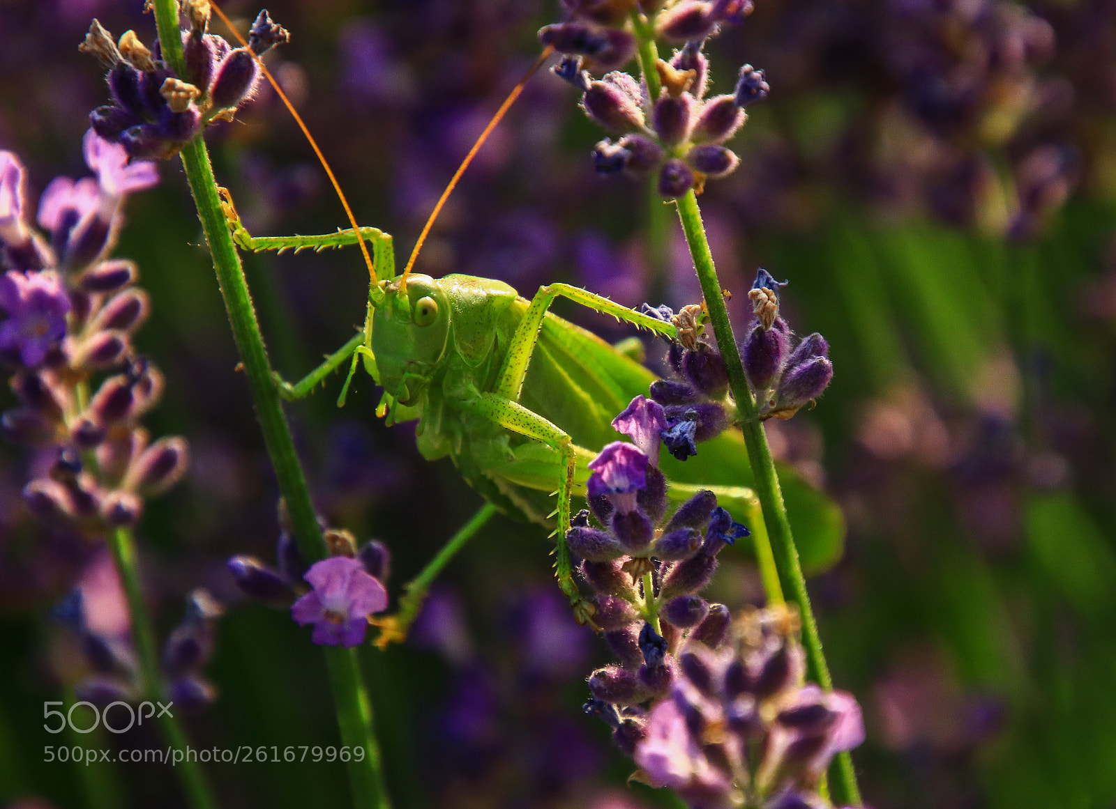 Canon EOS 80D sample photo. In the garden photography