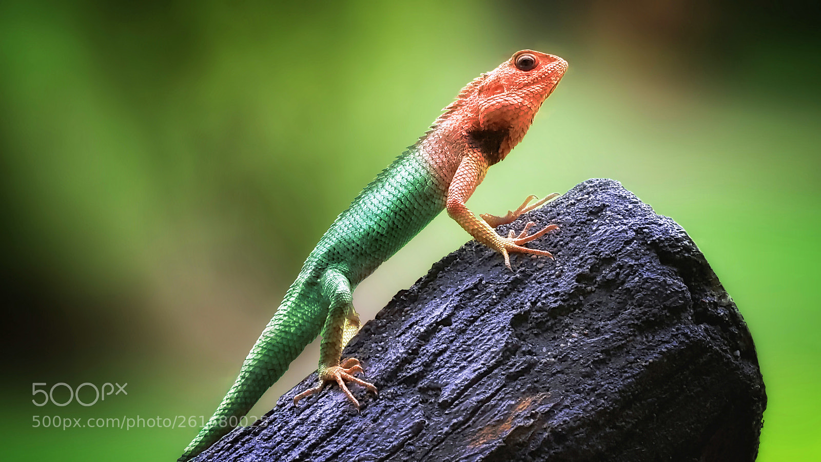 Samsung Galaxy S5 sample photo. Chameleon colours photography