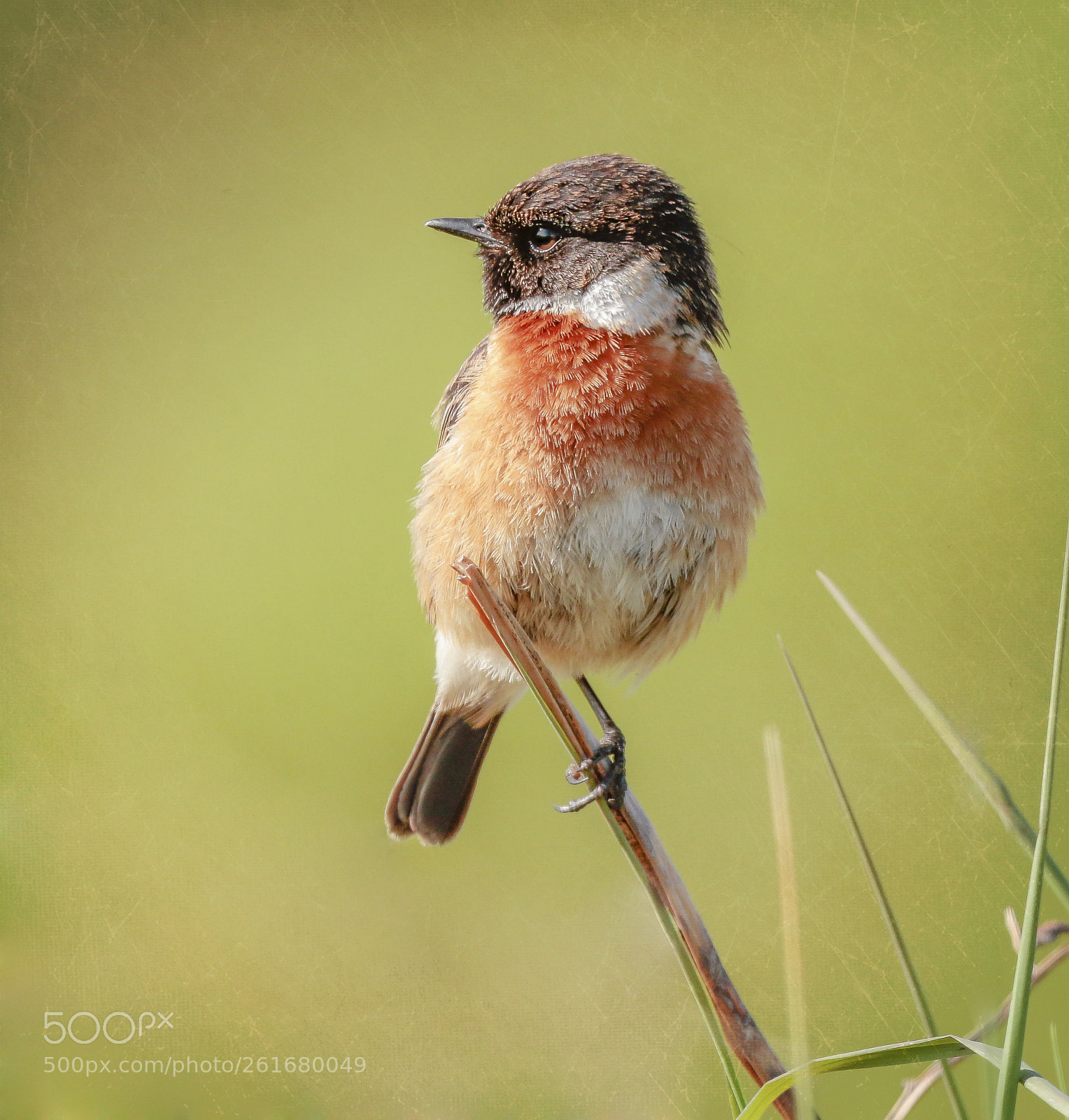 Canon EOS 7D Mark II sample photo. Summer stonechat photography