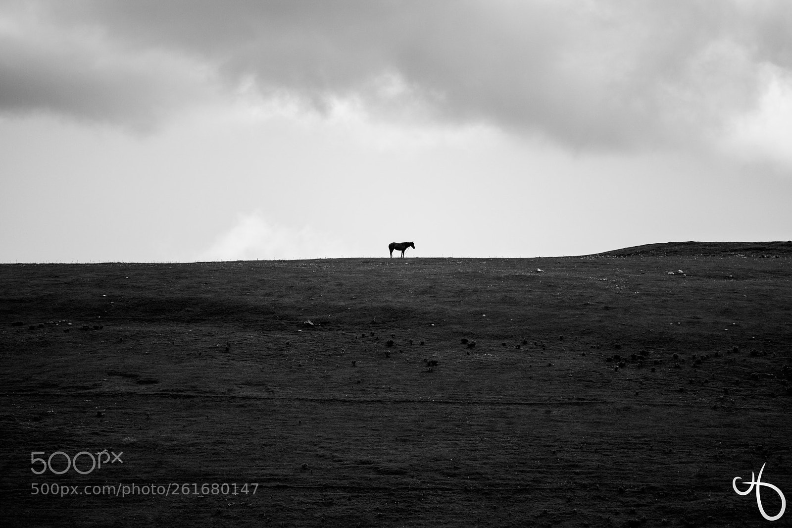 Canon EOS 750D (EOS Rebel T6i / EOS Kiss X8i) sample photo. Horse photography