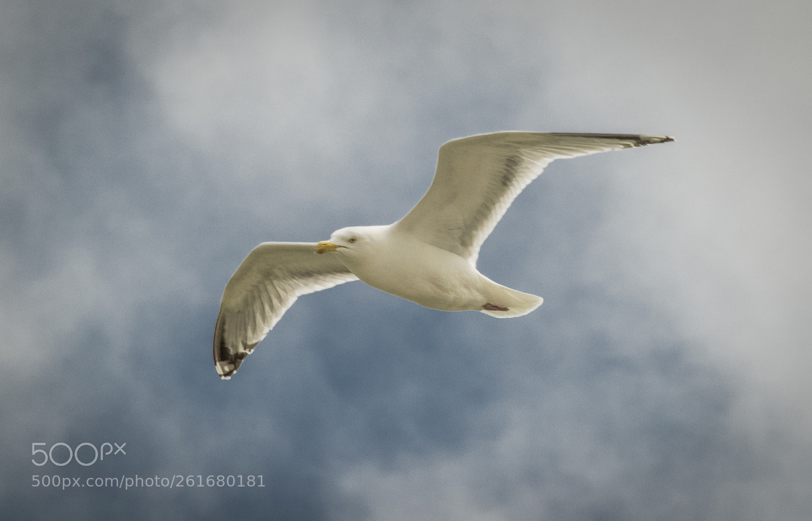 Nikon D5300 sample photo. Seagull photography