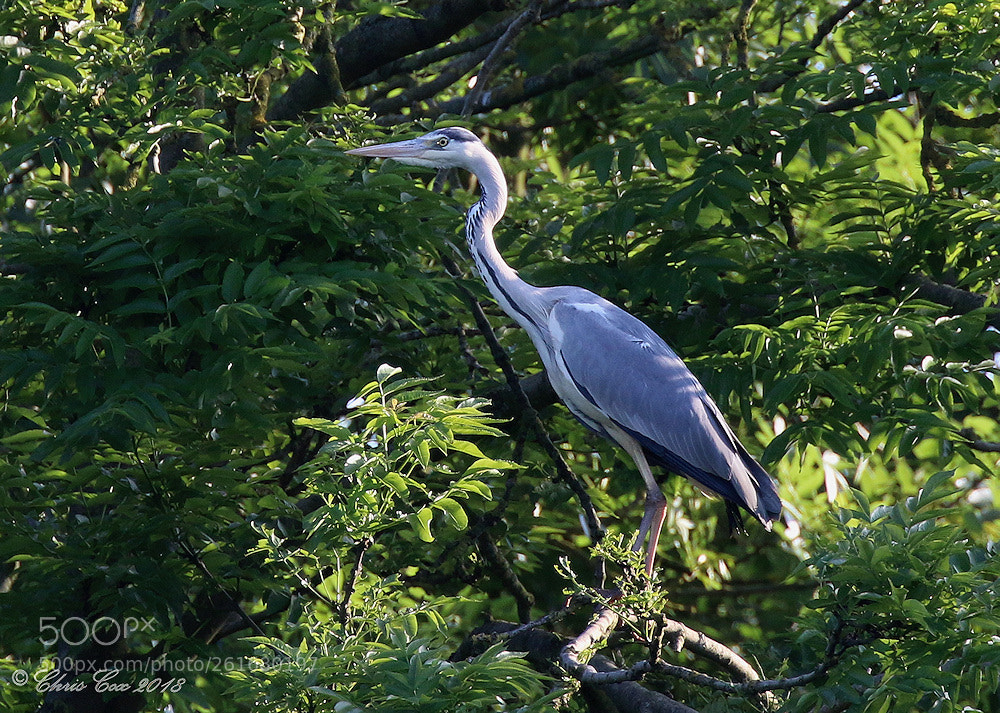 Canon EOS 7D Mark II sample photo. Lookout photography