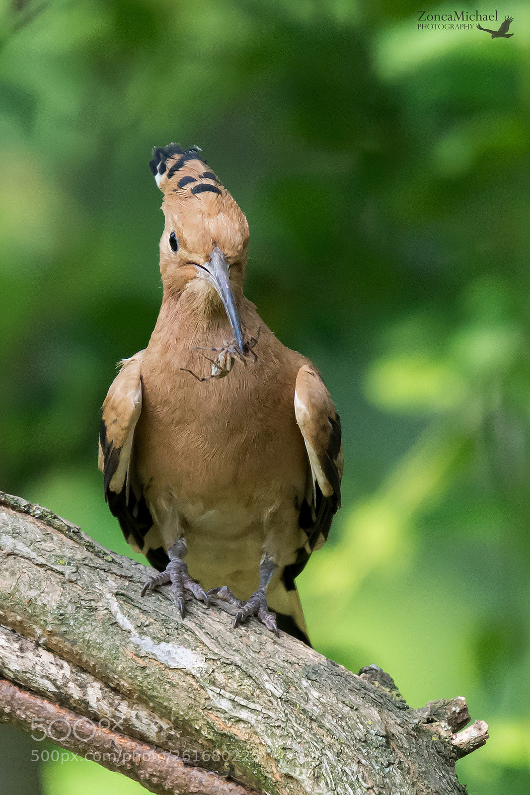 Nikon D7100 sample photo. Upupa con preda photography