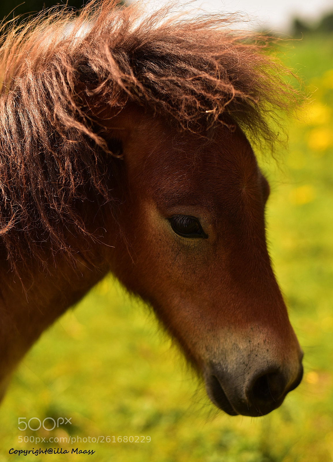 Nikon D750 + Nikon AF Nikkor 50mm F1.4D sample photo. Pony photography