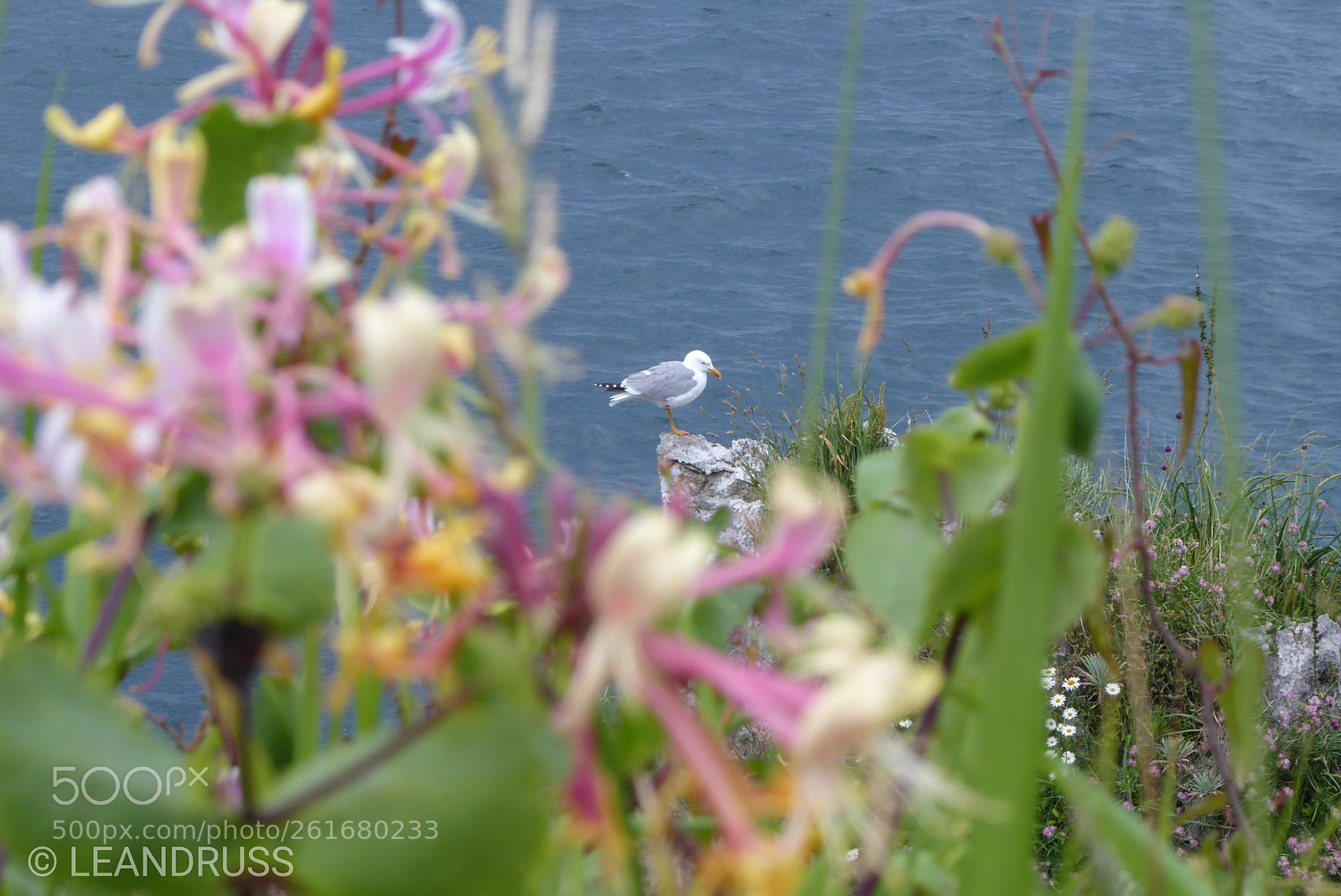 Panasonic Lumix DMC-ZS50 (Lumix DMC-TZ70) sample photo. Springggg photography