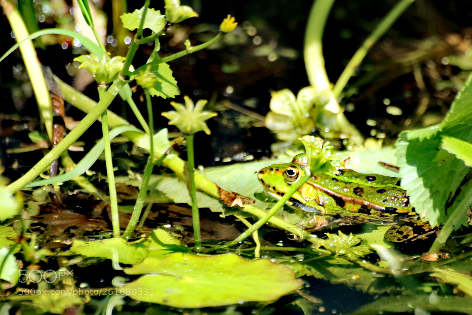 Canon EOS 2000D (EOS Rebel T7 / EOS Kiss X90 / EOS 1500D) sample photo. Frog photography
