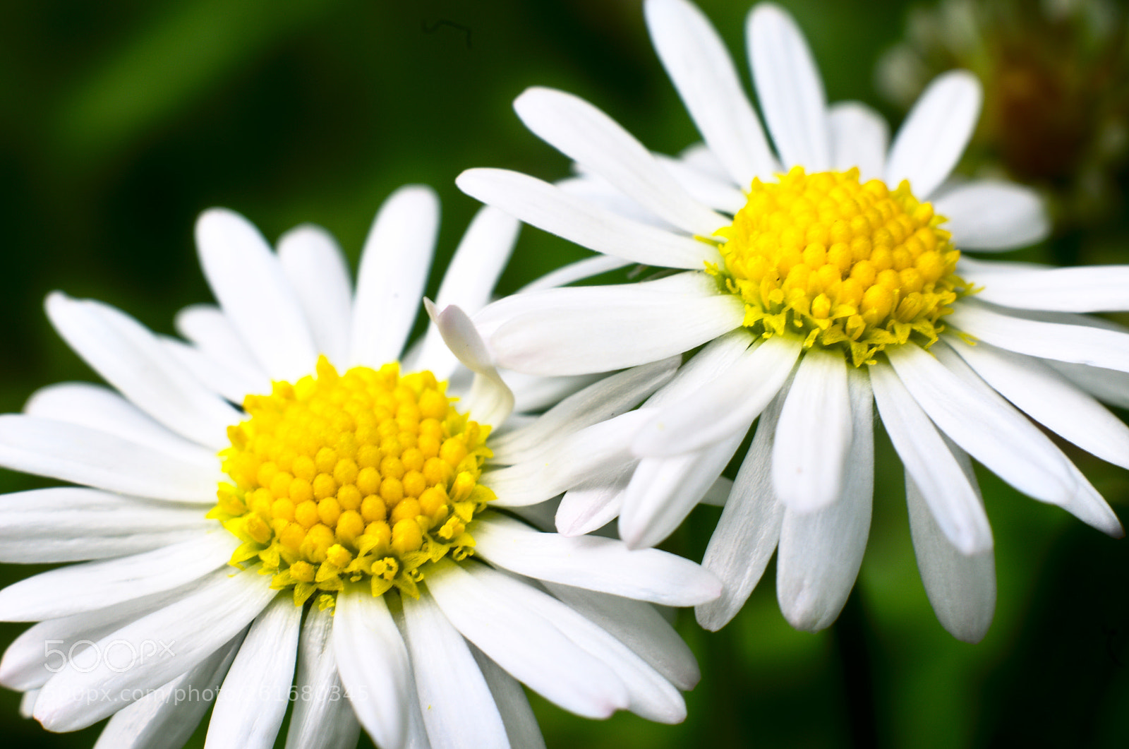 Nikon D5100 sample photo. Paquerette photography