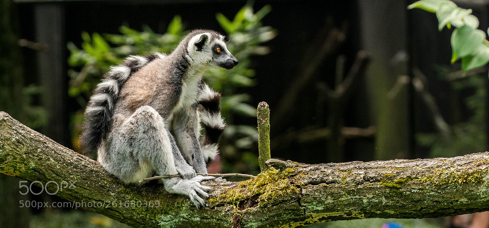 Nikon D800 sample photo. Lemur na větvi photography