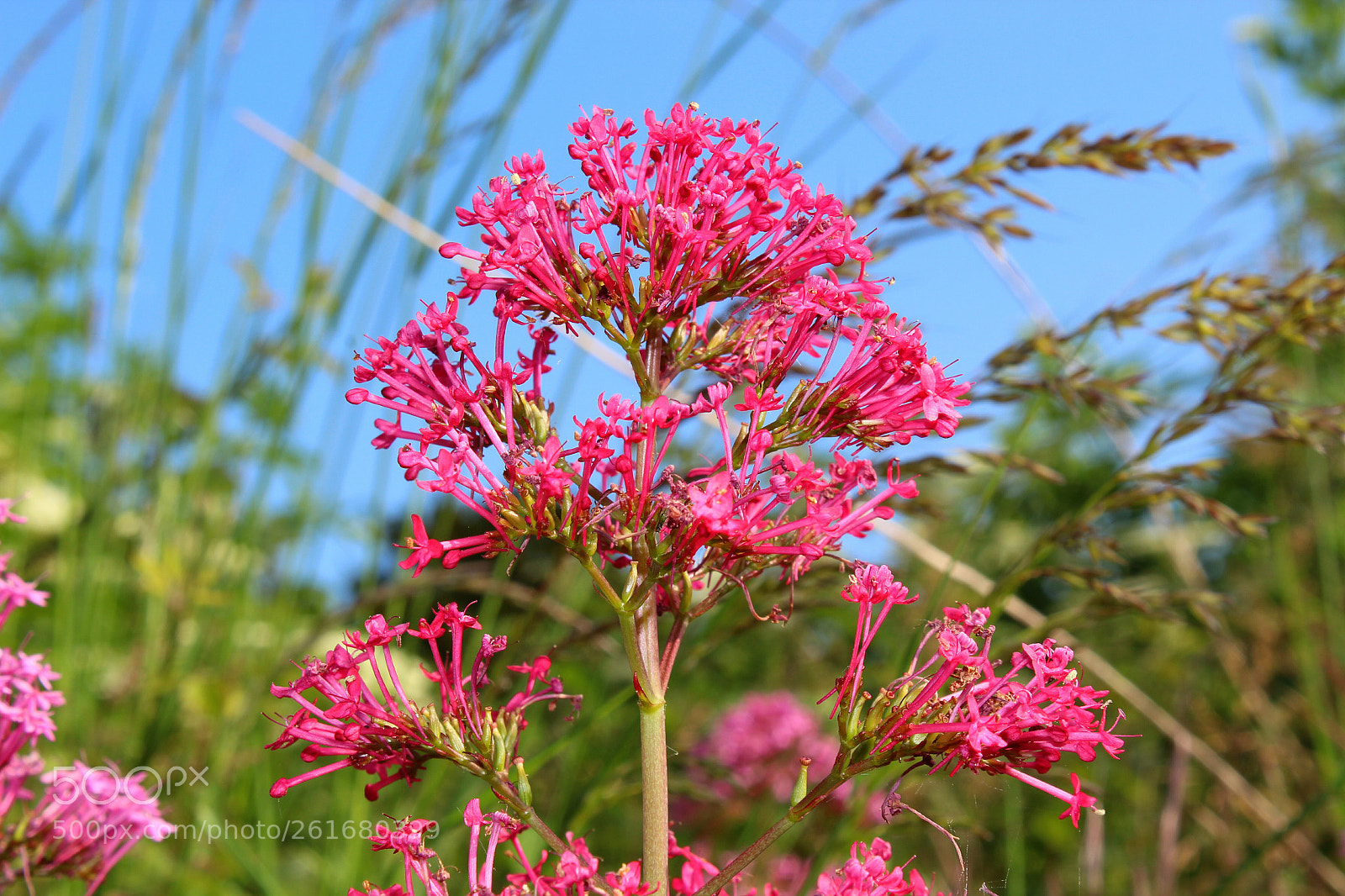 Canon EOS 1300D (EOS Rebel T6 / EOS Kiss X80) sample photo. In the pink photography