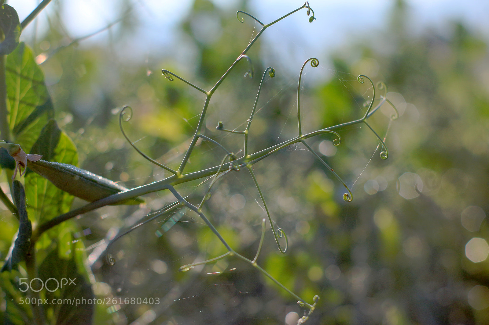 Canon 50mm sample photo. Beauty in garden photography