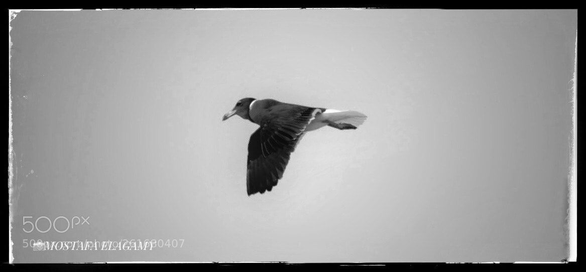 Nikon D5300 sample photo. 1970 photography